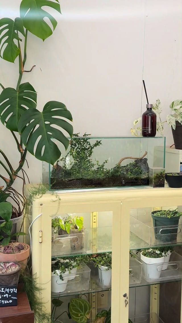 maximal_green_ 게시물 이미지: 사실 별로 꾸며놓지도 않았고..
그냥 애기모람만 많이 자란 테라리움 뿐인데..

이...