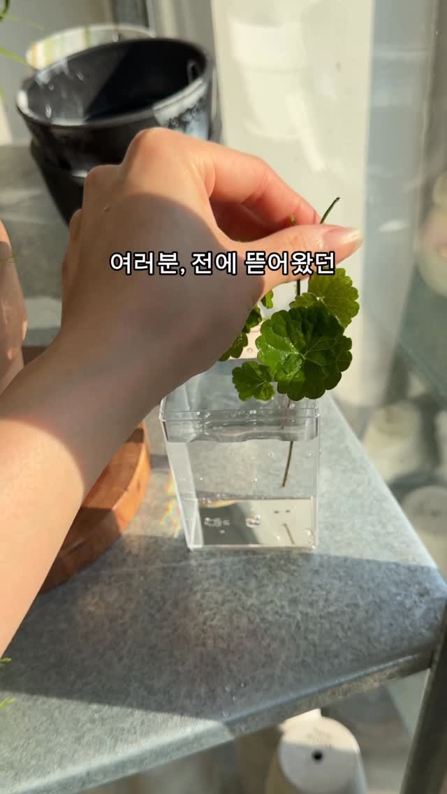 maximal_green_ 게시물 이미지: 야생 병풀이를 드디어 화분에 심었습니다😌

사실 야생(?) 개체라서
벌레 나올까봐...
