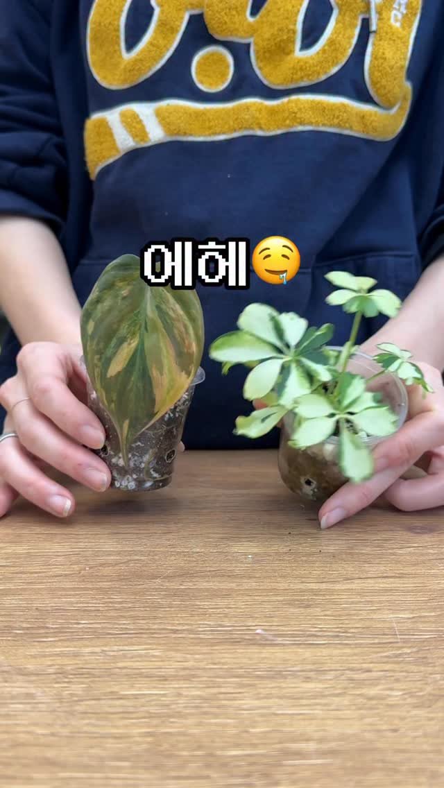 maximal_green_ 게시물 이미지: 연탄갈이????

: 뿌리가 많아서 흙을 꽉 잡고 있으면
화분에서 뺐을 때 화분...