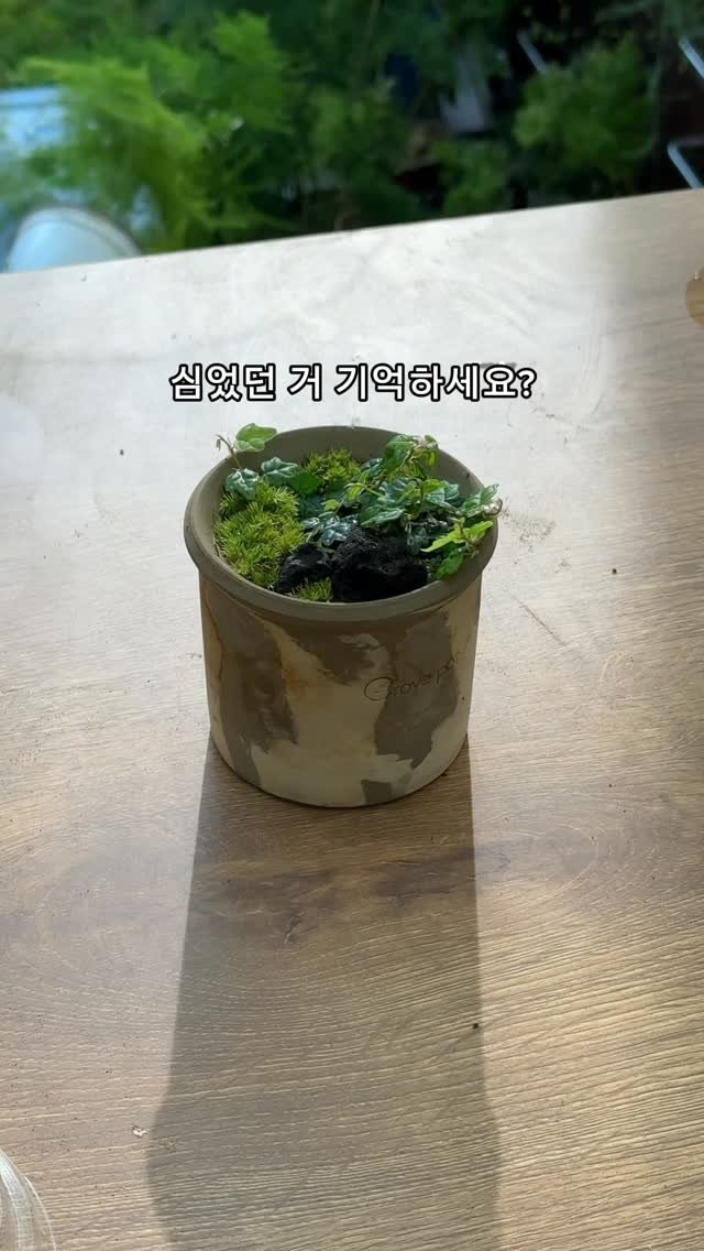 maximal_green_ 게시물 이미지: 제주애기모람도 이렇게 키울 수 있어요☺️

테라리움에서 많이 자란 애기모람을...