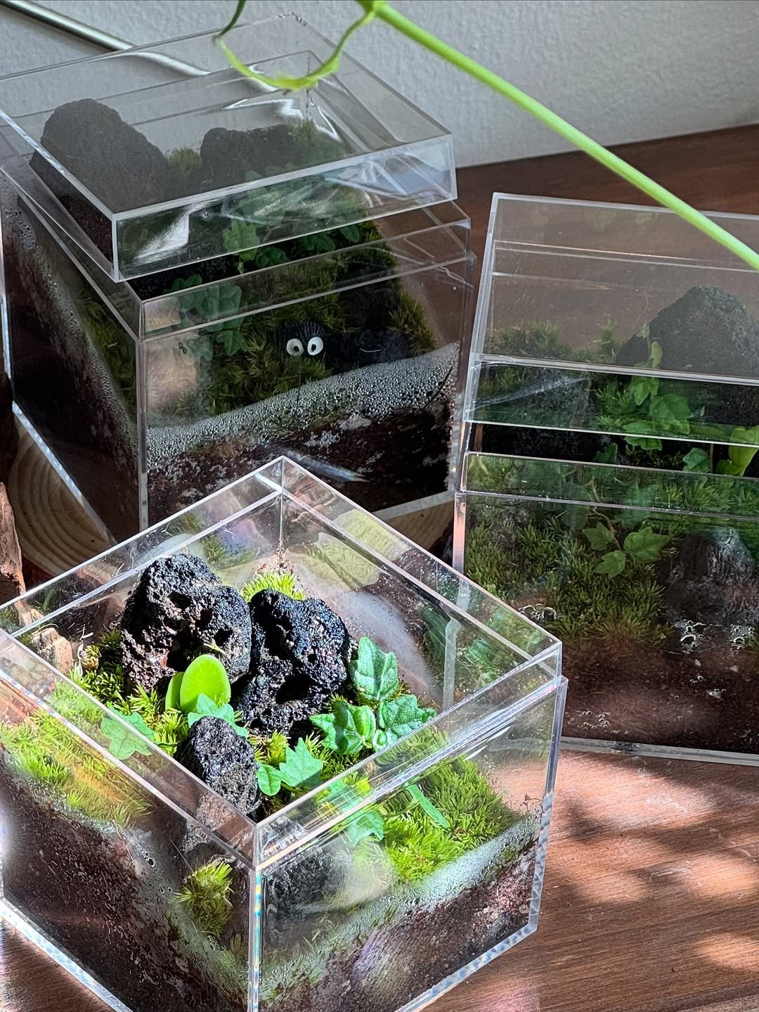 Photo by 맥시멀그린 식물가게 & 테라리움 on September 29, 2025. May be an image of guppy, seedlings and text.