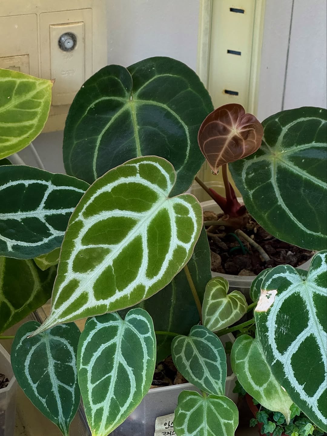 Photo by 맥시멀그린 식물가게 & 테라리움 on August 04, 2025. May be an image of house plant and text.