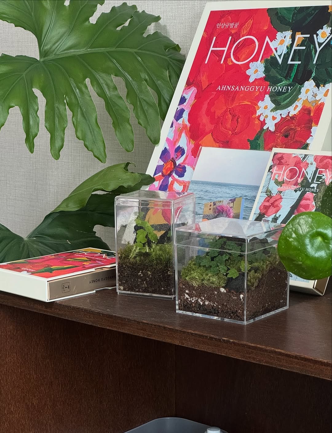 Photo by 맥시멀그린 식물가게 & 테라리움 on September 09, 2025. May be an image of magazine, ivy, pitcher plant, mistletoe cactus and text that says '한상규별꿀 HONE AHNSANGGYU AHNSANGGYUHONEY HONE HONE Αραγ นียน 전대는 HONEY'.