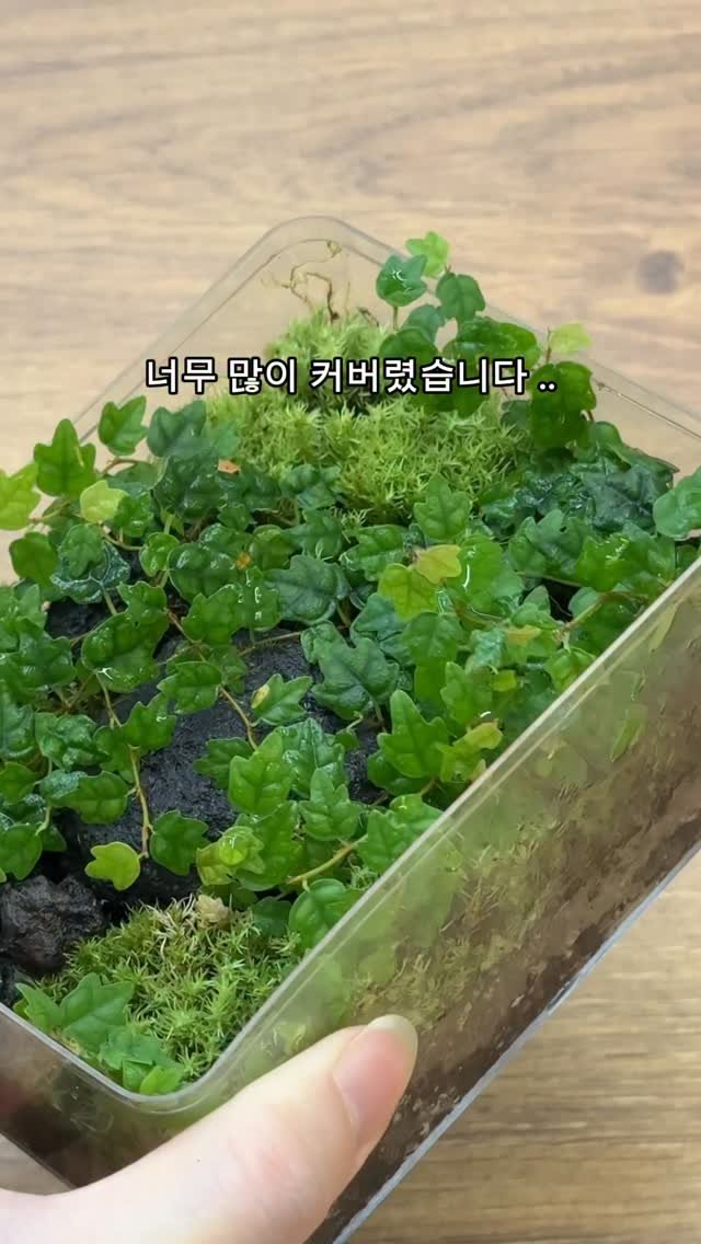 maximal_green_ 게시물 이미지: 애기모람으로 시작해서 이끼로 끝나는 영상 😁

생각해보니 이끼에 대해서는 말을 잘...