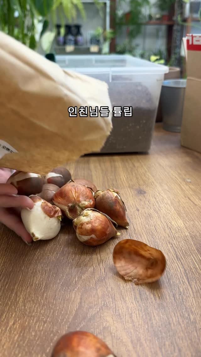 maximal_green_ 게시물 이미지: 양파 아니고 튤립 구근🧅

조만간 유냉 처리 된 튤립 구근이 나오면
또 사서...