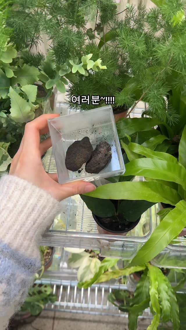 maximal_green_ 게시물 이미지: 과거 사진이랑 비교하니 뭔가 잎 한장이
빼꼼 나왔더라구요🥰

째꼬만게 왜이렇게...