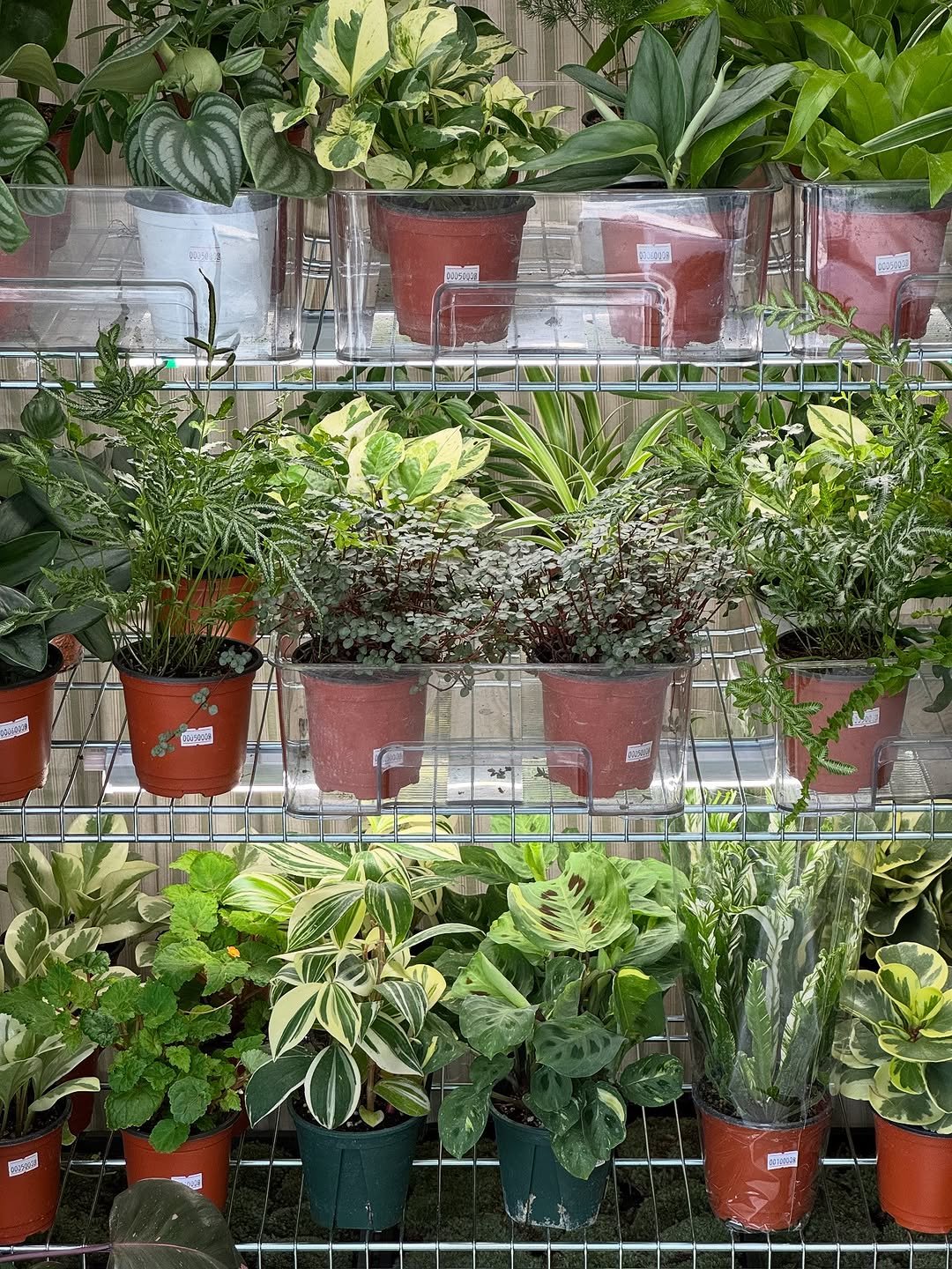 Photo by 맥시멀그린 식물가게 & 테라리움 on September 24, 2025. May be an image of house plant, plant and text.