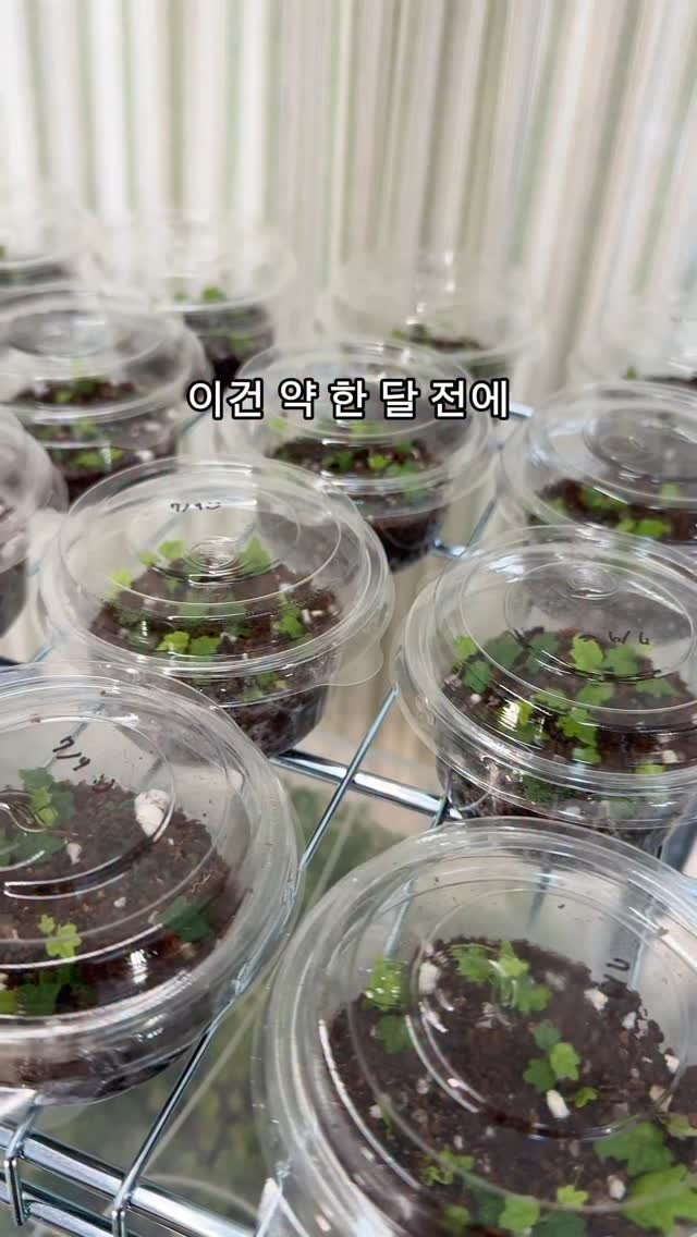 maximal_green_ 게시물 이미지: 맨날 식물보고 귀엽다고 하는 수상한 사람,,
7월 9일날 심어서 딱? 한...