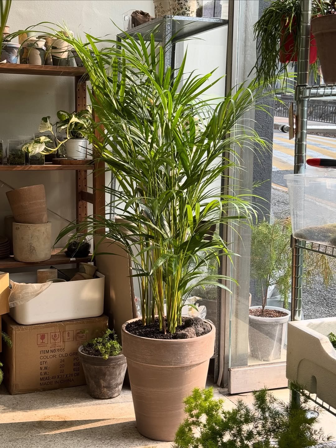 Photo by 맥시멀그린 식물가게 & 테라리움 on March 27, 2026. May be an image of house plant, mistletoe cactus, palm trees and text.