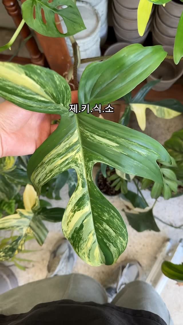 maximal_green_ 게시물 이미지: 어우 무늬보스턴고사리 물 안주고 온거 생각났다😇
그.. 비오고 습하니까 괜찮을거라고...