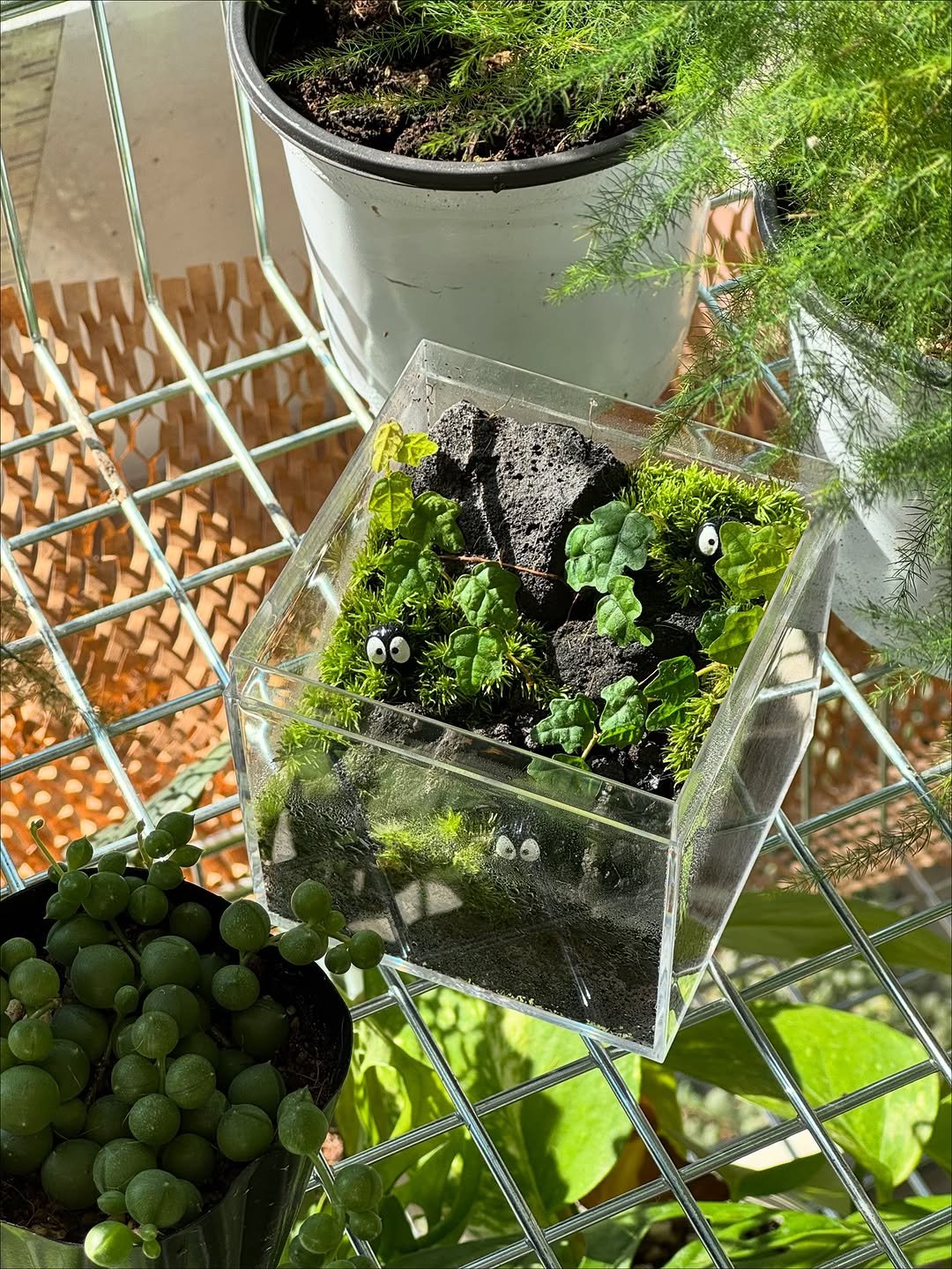 Photo by 맥시멀그린 식물가게 & 테라리움 on November 04, 2025.