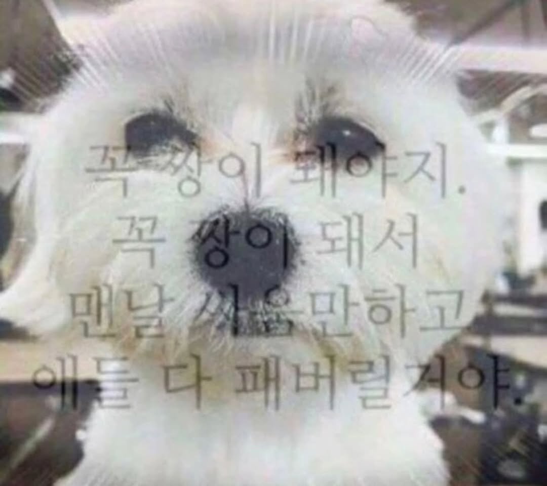 Photo by 성식영 on August 23, 2025. May be a meme of seal, Maltese and text that says '족촉 9] 케야지. ㅑ지 꼭 돼서 맨날 4٦ 육만하고 에둘다패버릴 패버릴'.