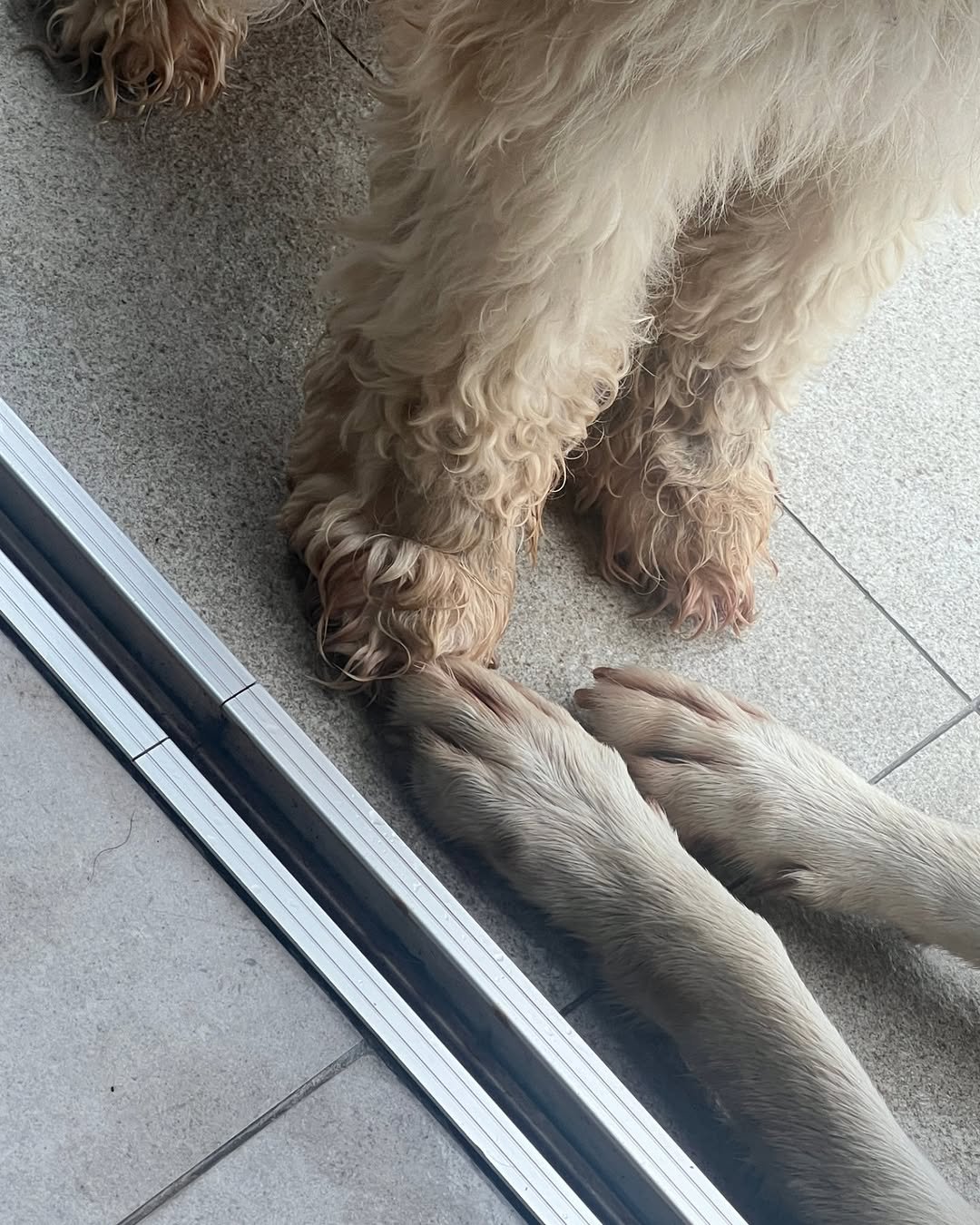 Photo by 성식영 on June 19, 2025. May be an image of Afghan hound, Komondor, Bedlington terrier, cocker spaniel and text.