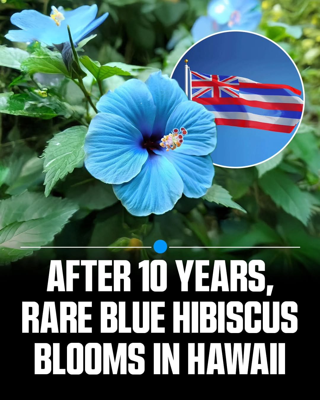 Photo by MTSBWY / Science, History, Entertainment & News on February 27, 2026. May be an image of flower and text that says 'AFTER 10 YEARS, RARE BLUE HIBISCUS BLOOMS IN HAWAII'.