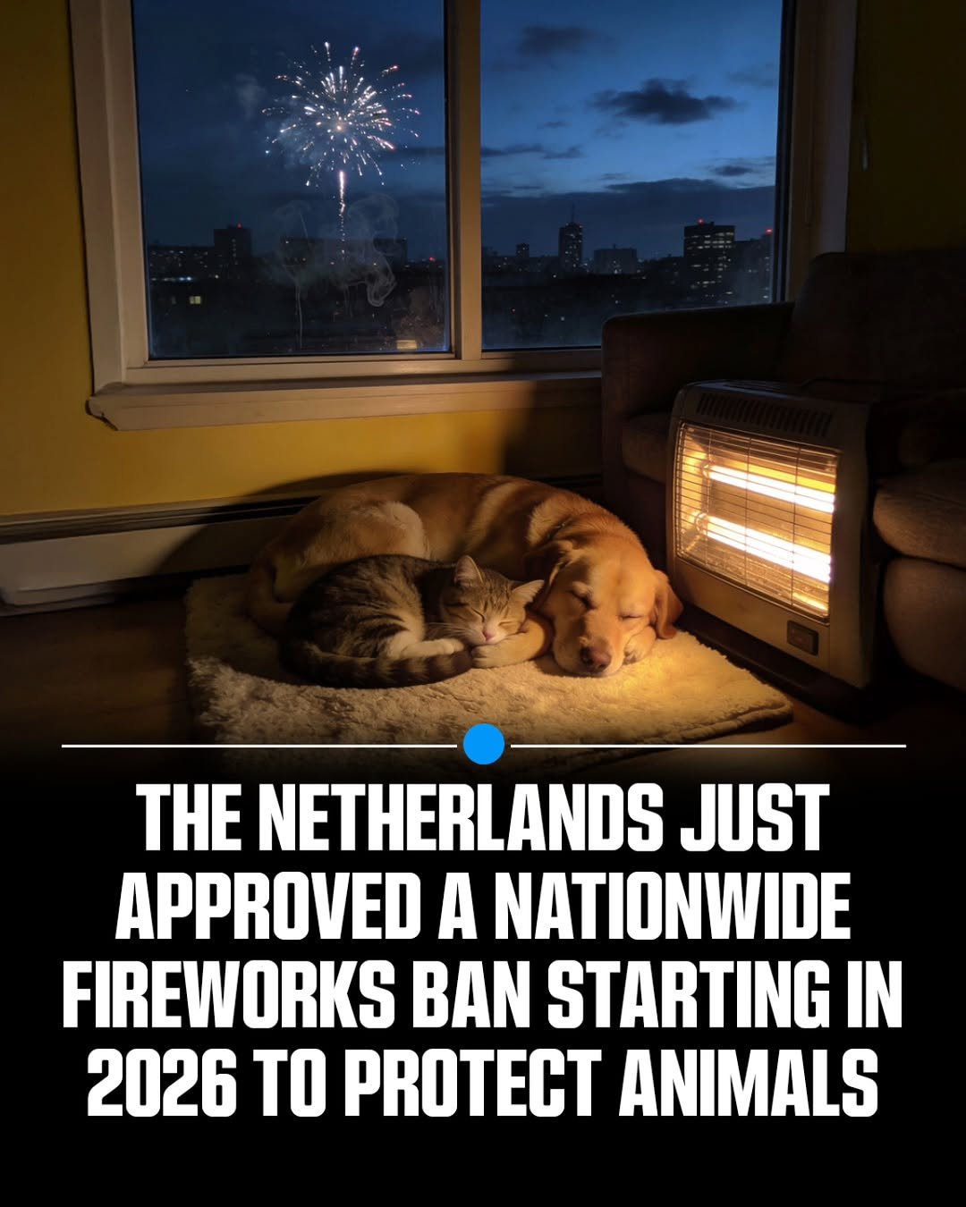 Photo by MTSBWY / Science, History, Entertainment & News on January 10, 2026. May be an image of fireworks and text that says 'THE NETHERLANDS JUST APPROVED A NATIONWIDE FIREWORKS BAN STARTING IN 2026 TO PROTECT ANIMALS'.