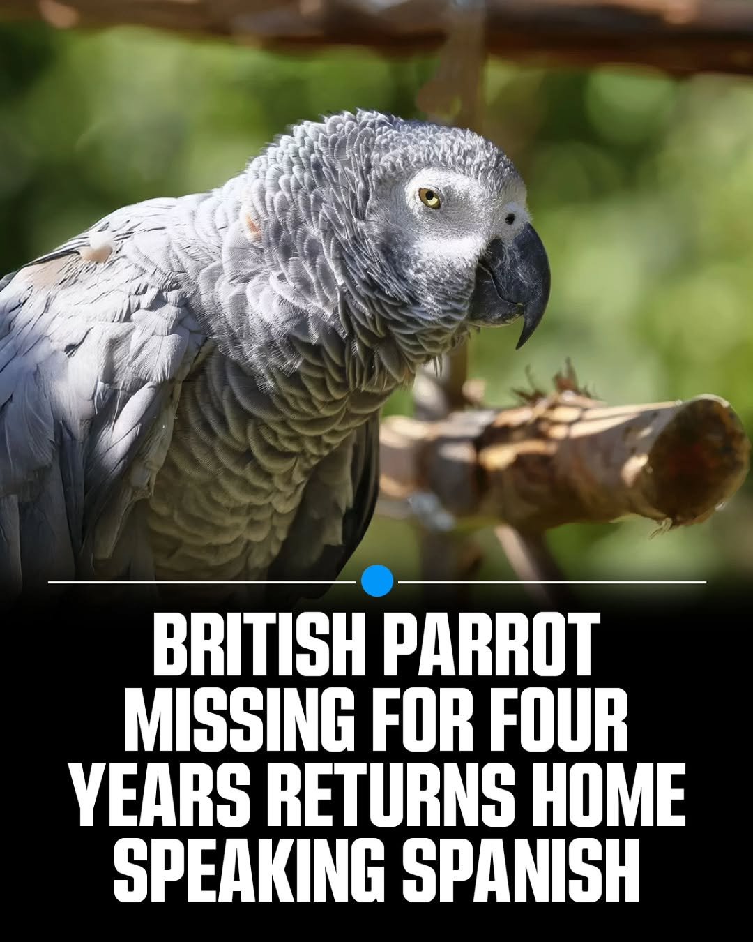 Photo by MTSBWY / Science, History, Entertainment & News on January 13, 2026. May be an image of grey parrot, macaw and text that says 'BRITISH PARROT MISSING FOR FOUR YEARS RETURNS HOME SPEAKING SPANISH'.