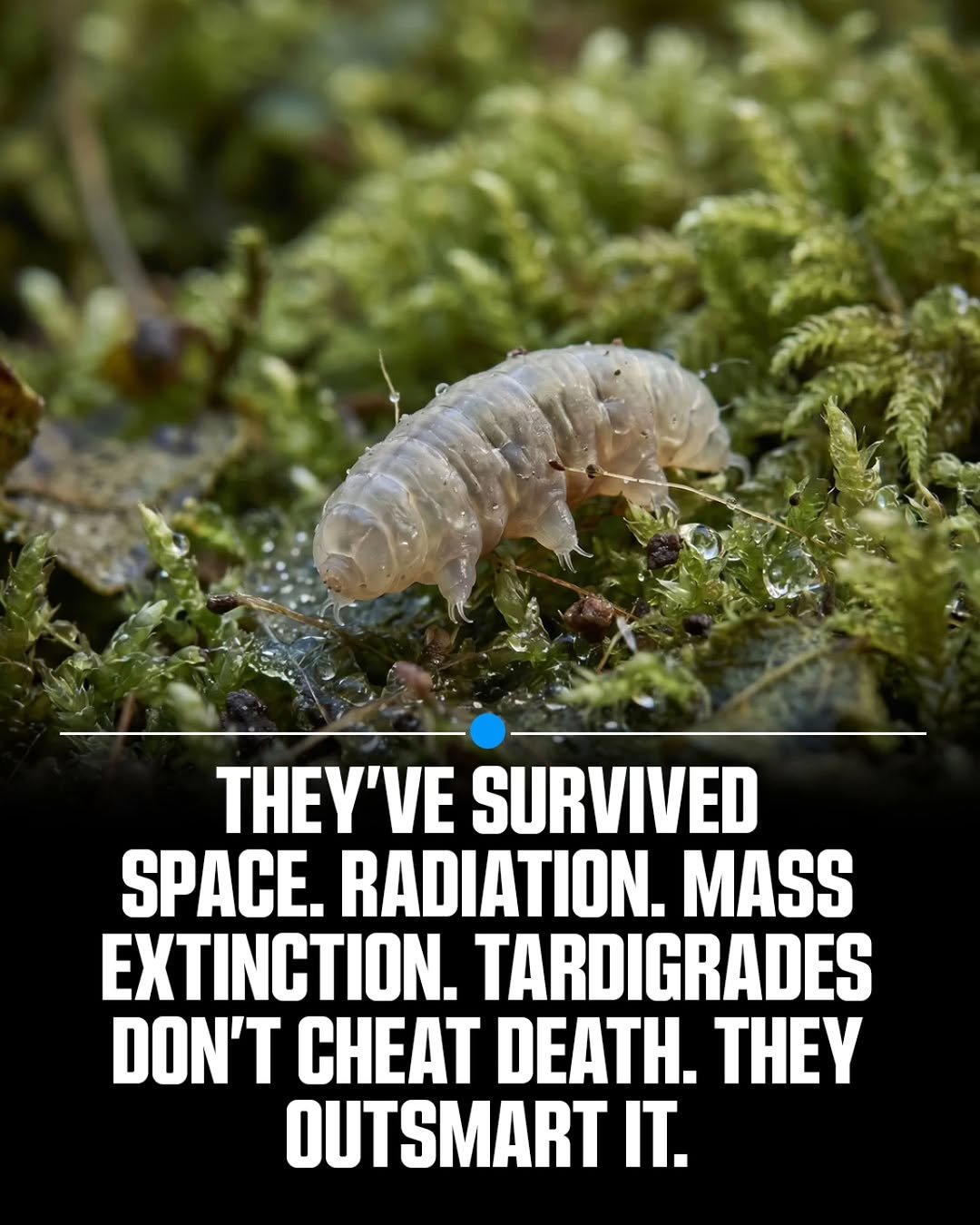 Photo by MTSBWY / Science, History, Entertainment & News on April 26, 2026. May be an image of isopod, worm and text that says '' SURVIVED SPACE. RADIATION. MASS EXTINCTION. TARDIGRADES DON'T CHEAT DEATH. THEY OUTSMART IT.'.