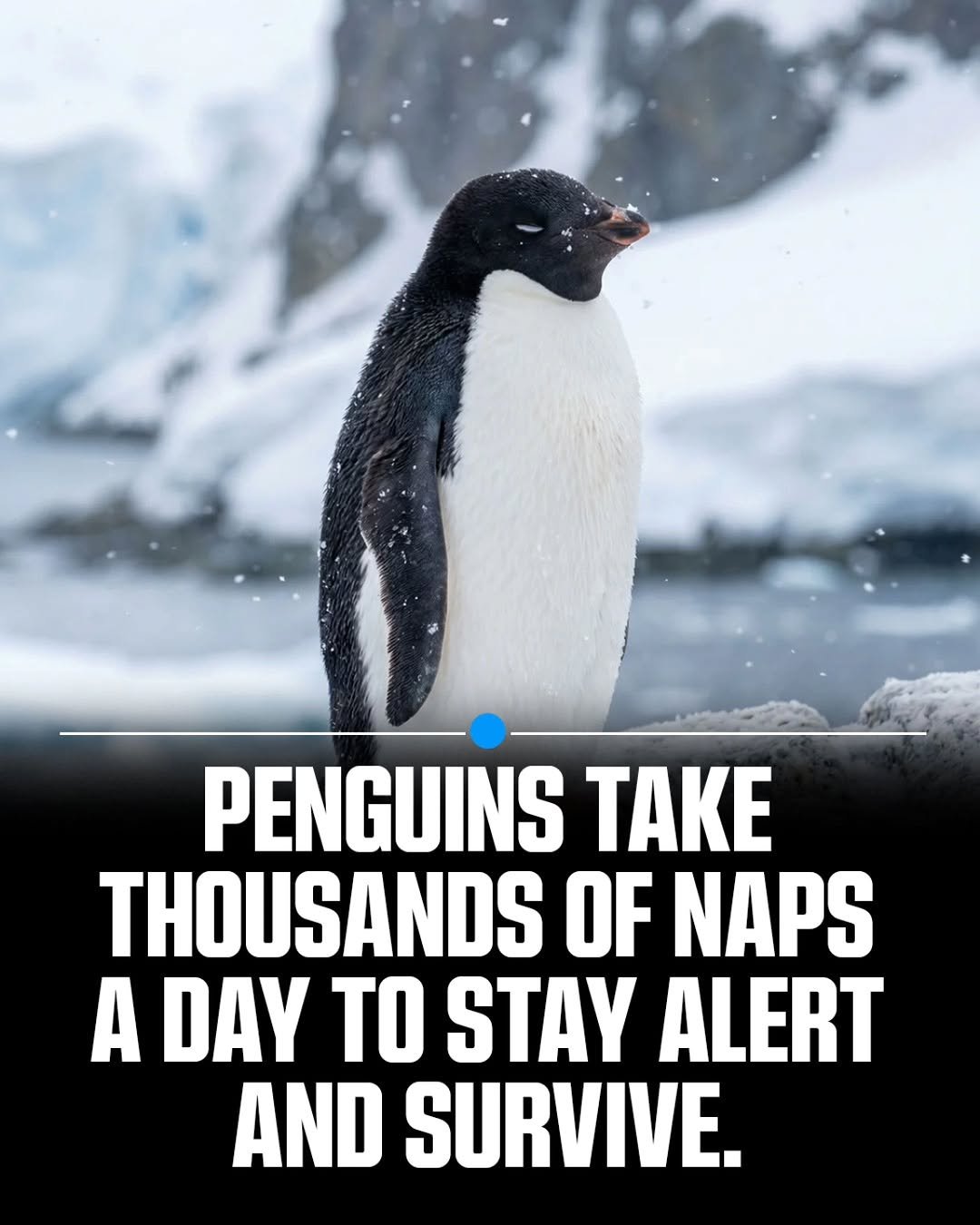 Photo by MTSBWY / Science, History, Entertainment & News on April 25, 2026. May be a meme of emperor penguin and text that says 'PENGUINS TAKE THOUSANDS OF NAPS A DAY TO STAY ALERT AND SURVIVE.'.
