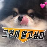 dogs_insight_ 프로필 사진