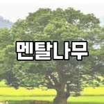 mental_namu 인스타그램 프로필 사진