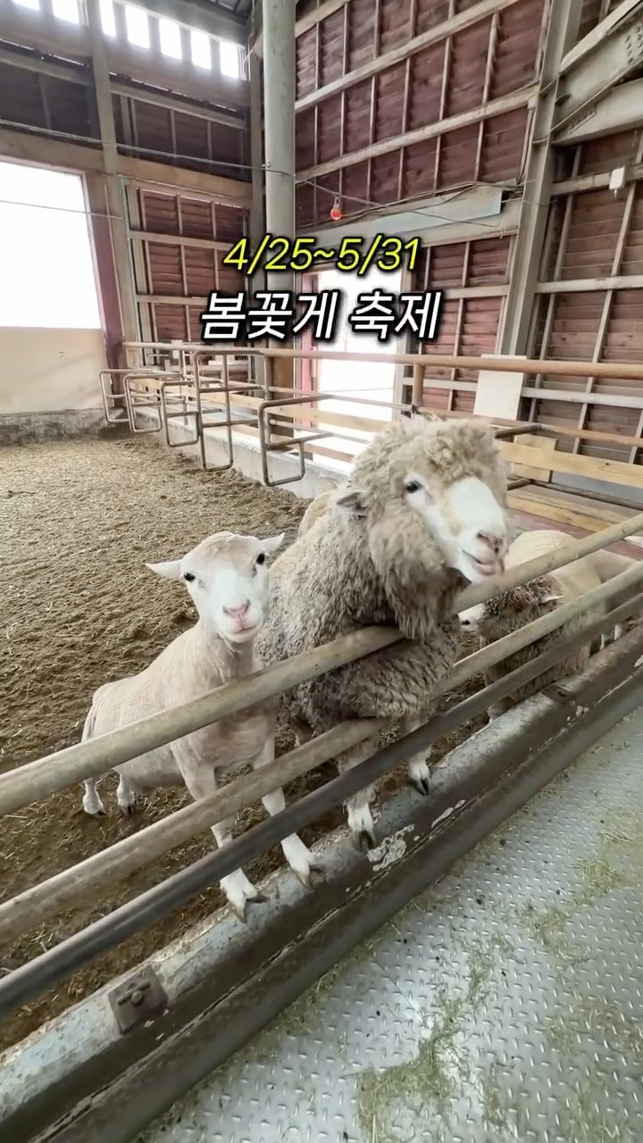 meokdoong 게시물 이미지: 🦀봄꽃게 축제 시작

5월 가정의달 아이랑 가볼만한곳
찾으신분들 주목‼️

6차...