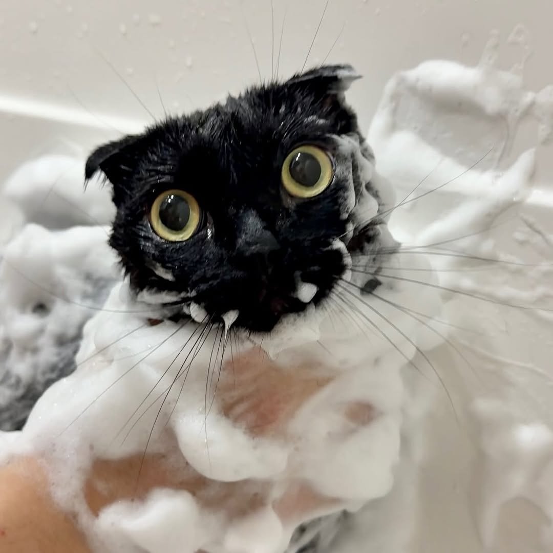 meon___ji 게시물 이미지: 냥빨🫧🛁🧽🧼