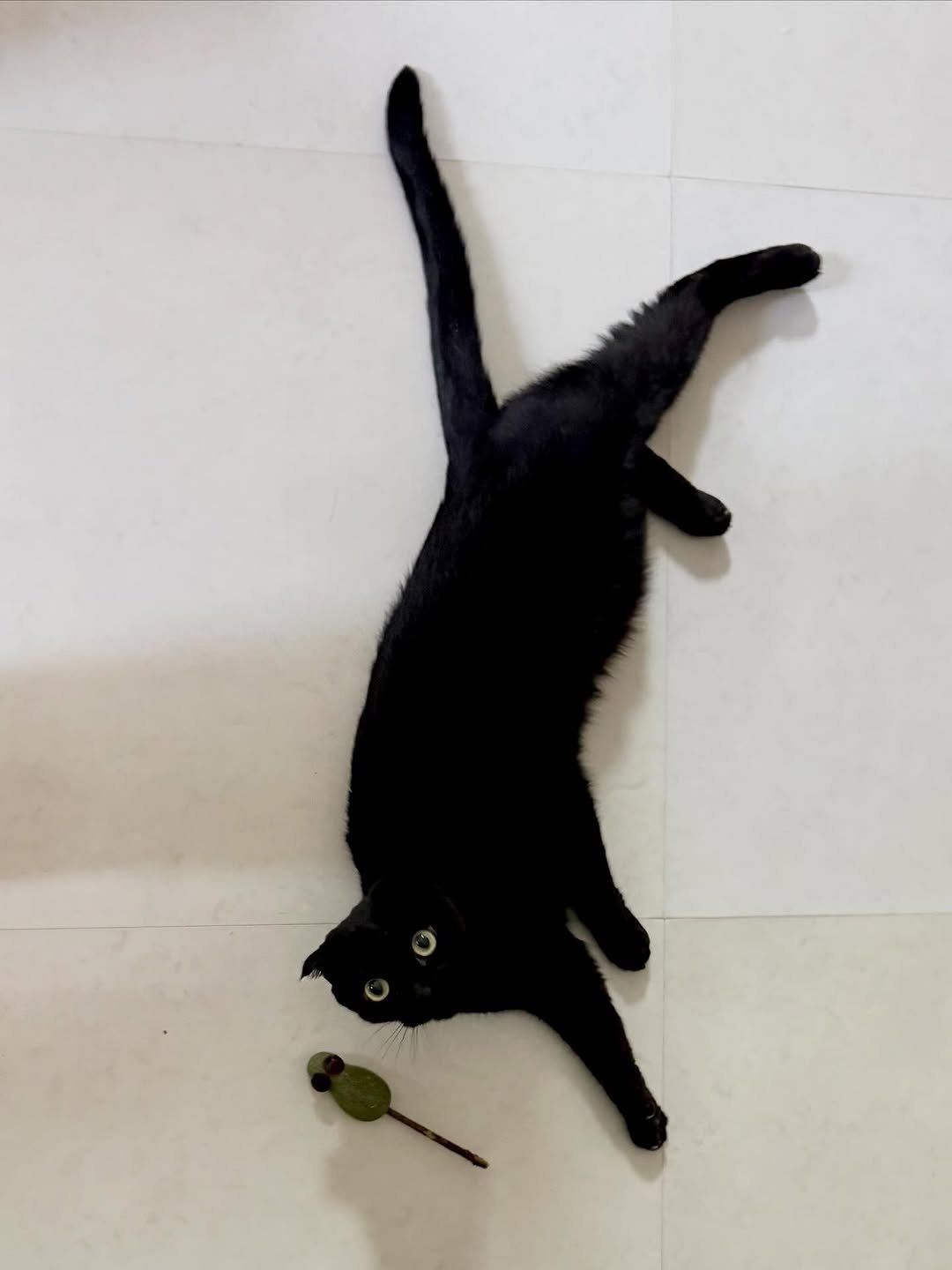 Photo by 김 먼 지 on November 11, 2025. May be an image of kitten and text.