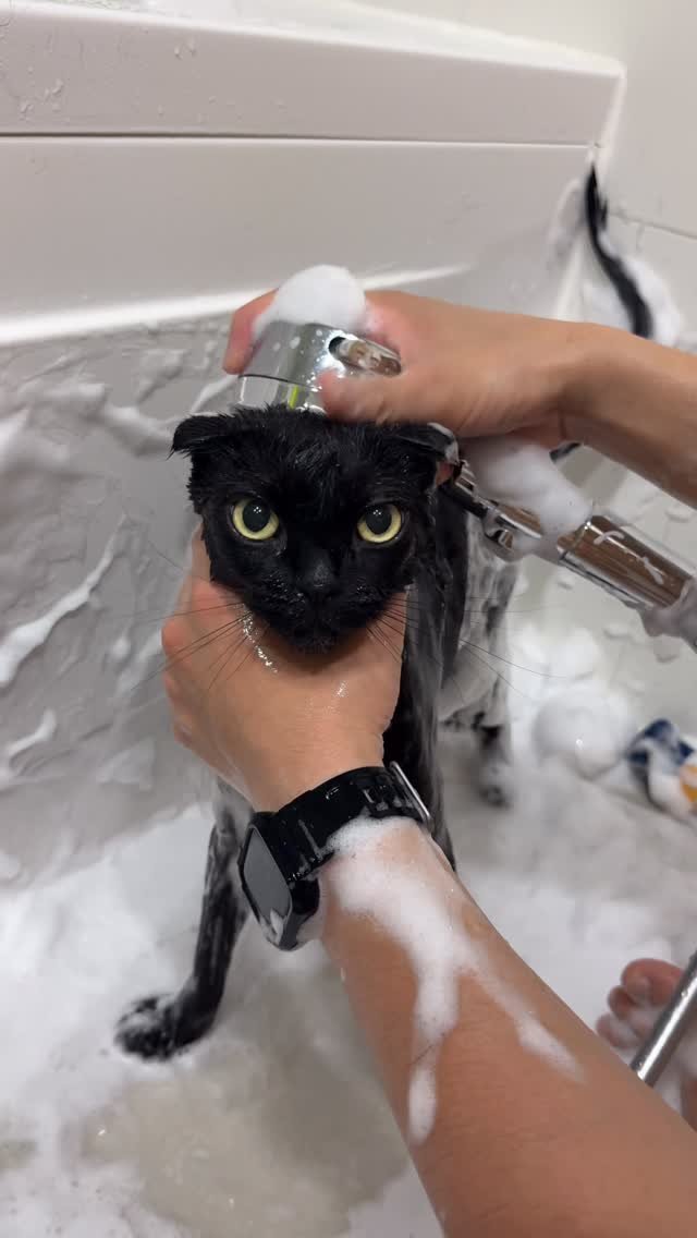 meon___ji 게시물 이미지: 목욕도 잘하는 수속성 고양이...🤍🫧