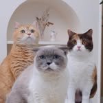 cielmeowmun 프로필 사진