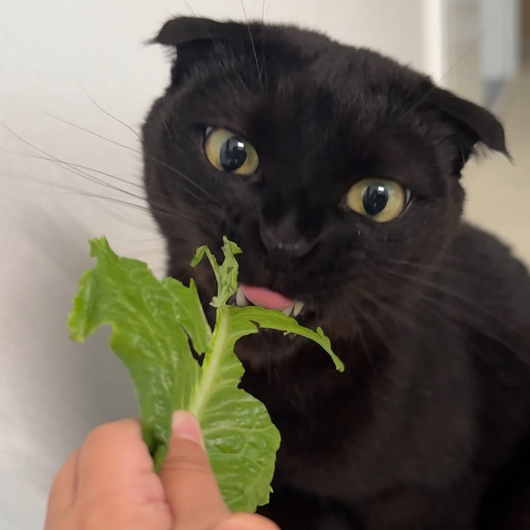 meon___ji 게시물 이미지: 오랜만에 상추 먼지🥬
(feat 아기집사 손)