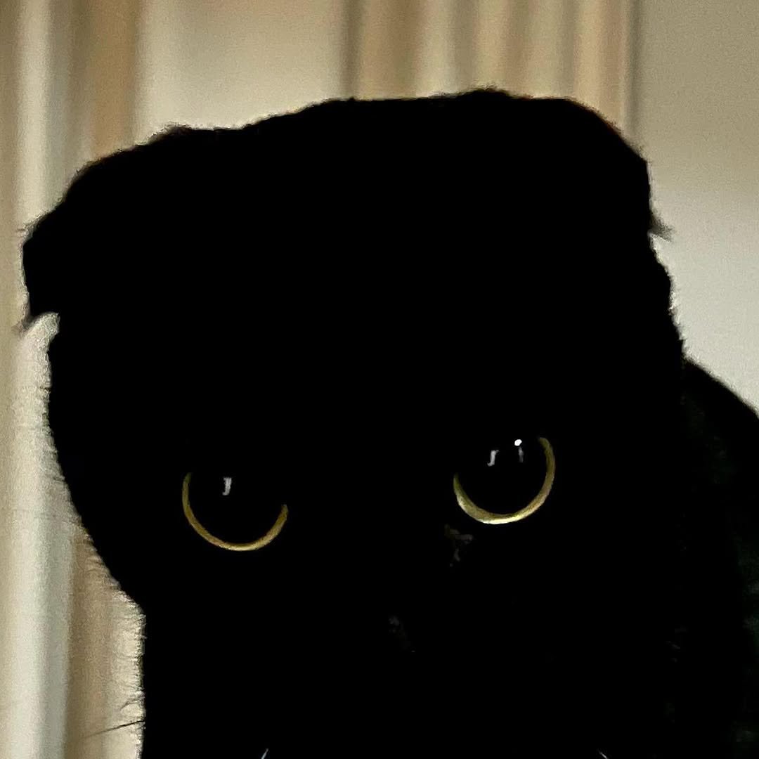 Photo by 김 먼 지 on September 11, 2025. May be an image of Abyssinian cat, Persian cat, tortoiseshell cat, kitten and text.