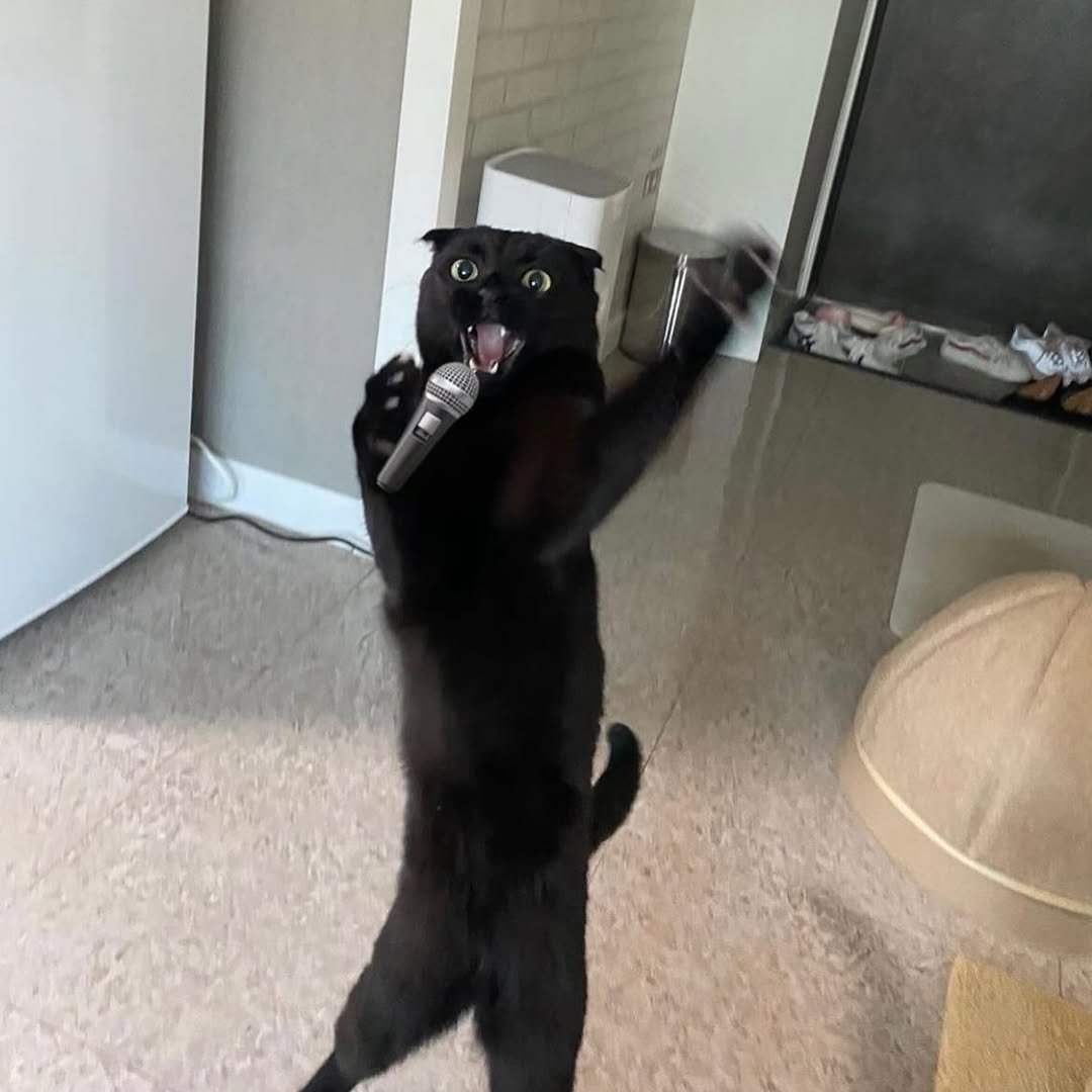 Photo by 김 먼 지 on February 10, 2026. May be an image of kitten, Abyssinian cat and text.