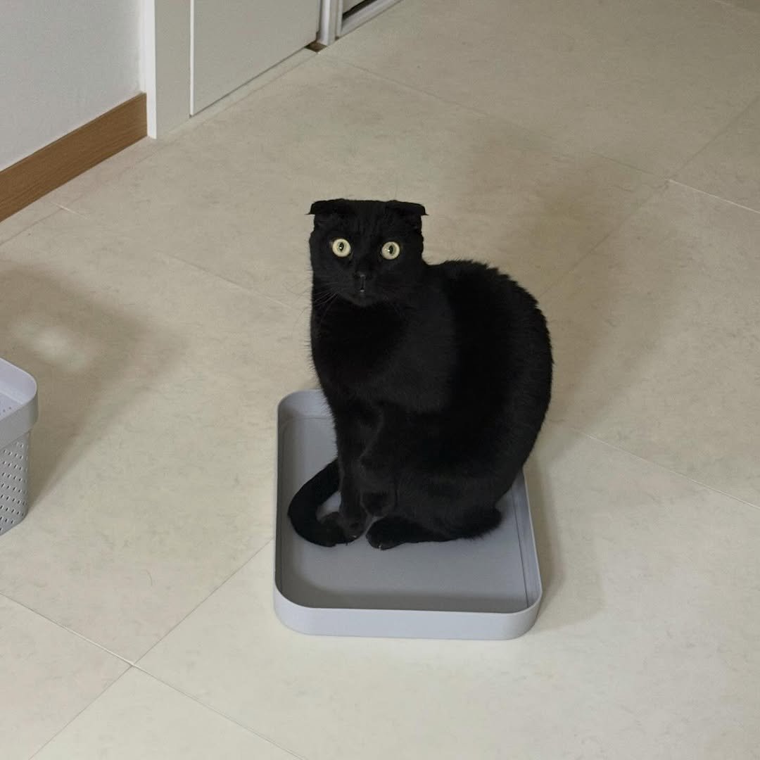 Photo by 김 먼 지 on February 21, 2026. May be an image of kitten, Groenendael, scale, dustpan and text.
