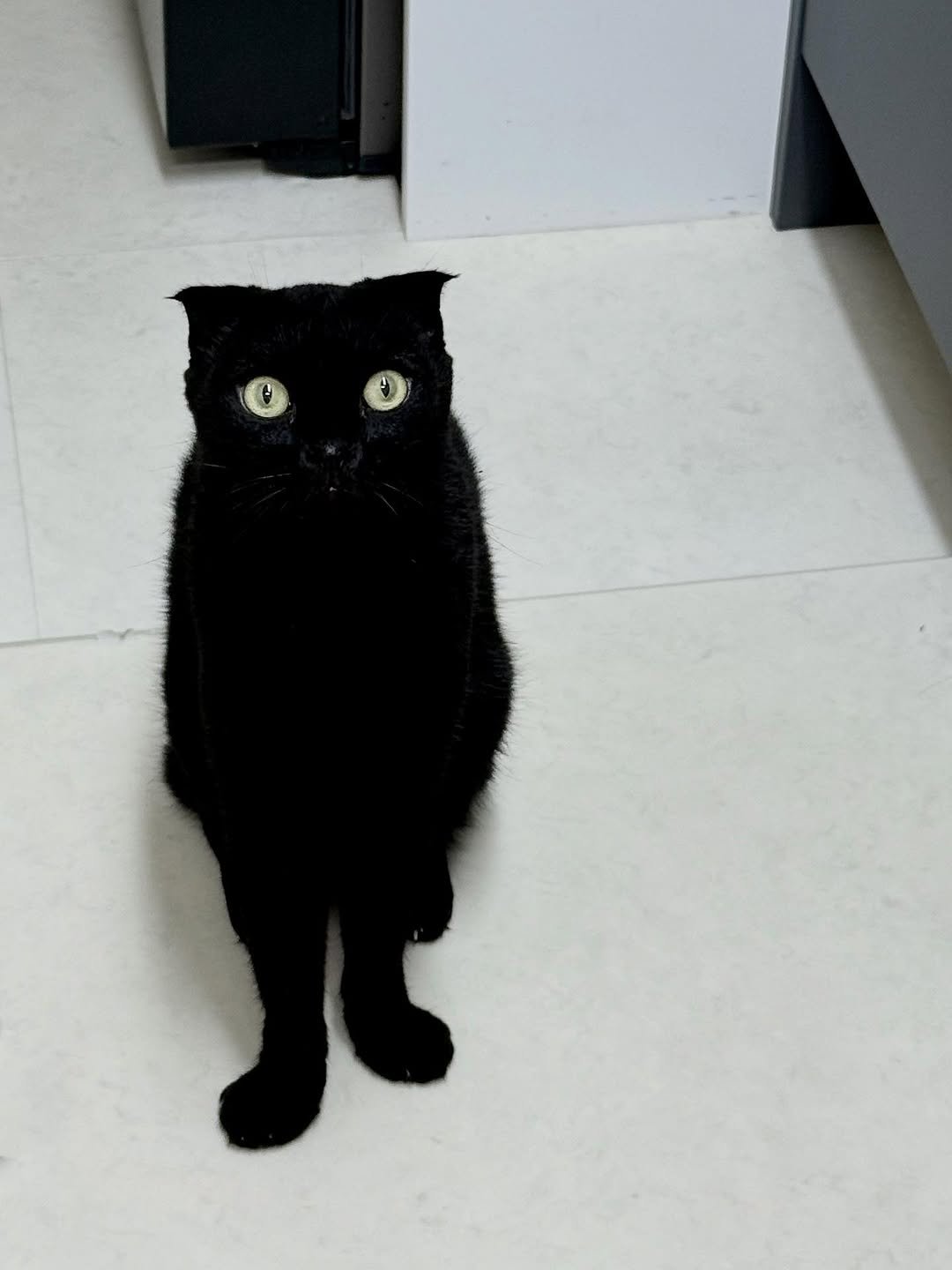 Photo by 김 먼 지 on September 07, 2025. May be an image of Abyssinian cat, kitten and text.
