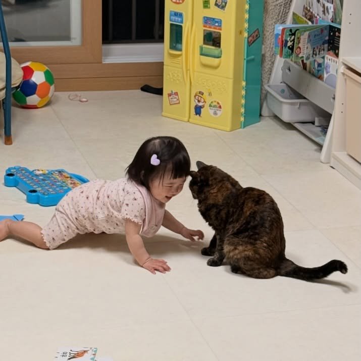 Photo by 김 먼 지 on April 19, 2026. May be an image of baby, tortoiseshell cat, kitten and text.