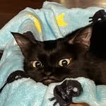 toothlessdwarfkitty 프로필 사진