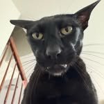 hobbikats 프로필 사진