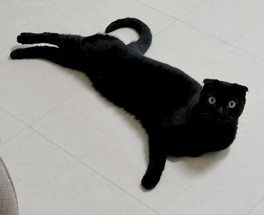 Photo by 김 먼 지 on February 09, 2026. May be an image of kitten and text.