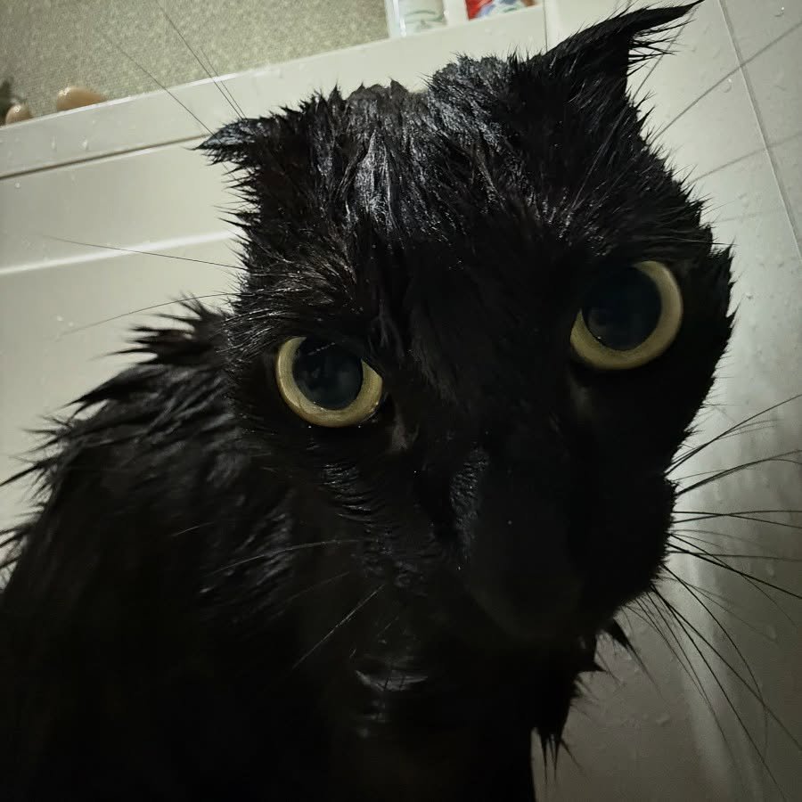 Photo by 김 먼 지 on August 27, 2025. May be an image of kitten and text.