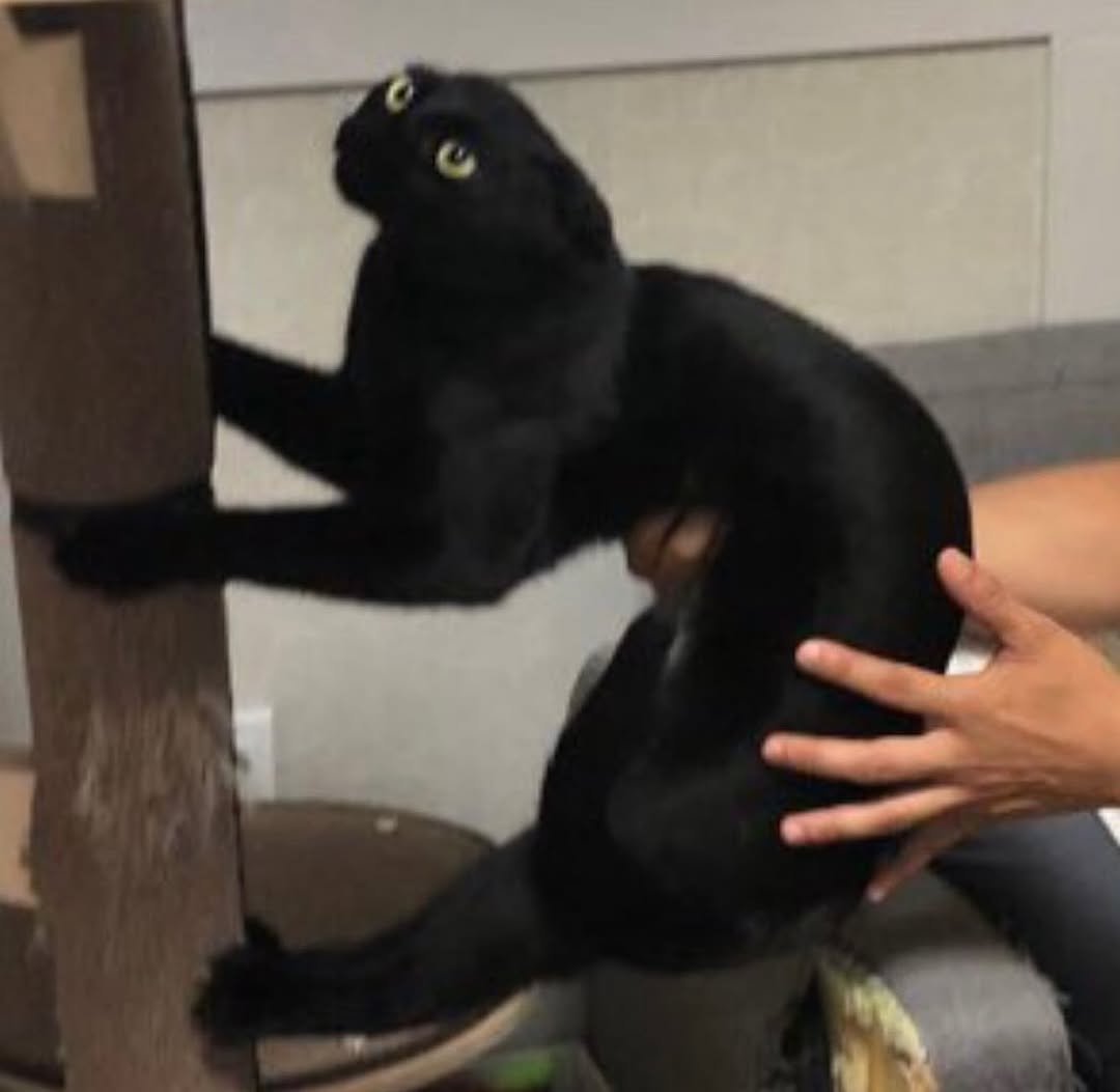 Photo by 김 먼 지 on November 06, 2025. May be an image of kitten and text.