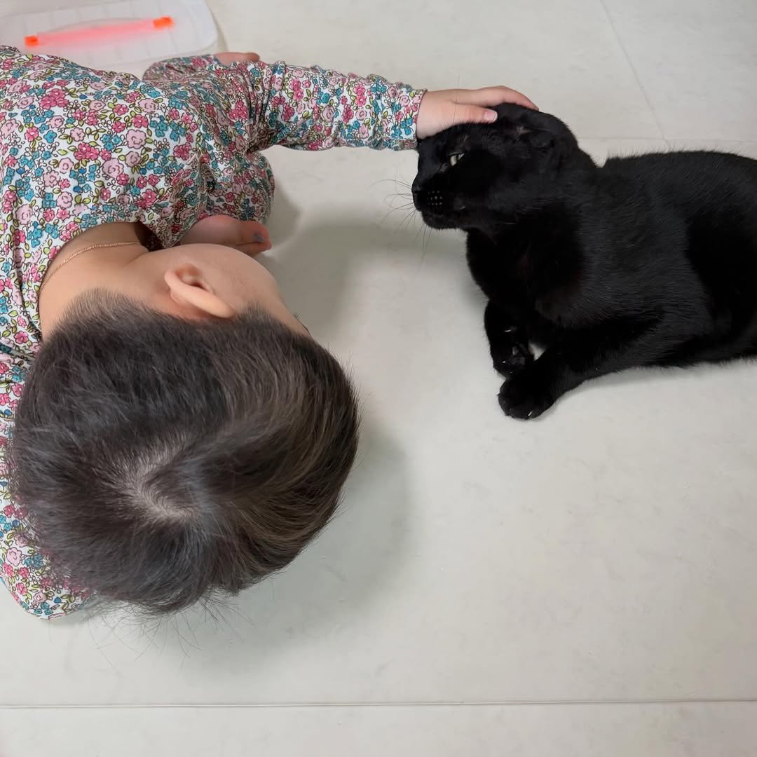 Photo by 김 먼 지 on February 10, 2026. May be an image of kitten, Groenendael and text.