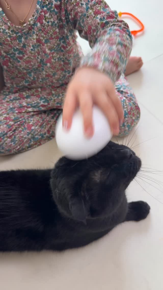 meon___ji 게시물 이미지: 주말엔 고양이 빗질해주기🖤
#육묘육아