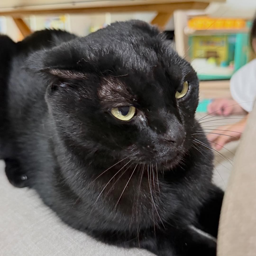 Photo by 김 먼 지 on October 20, 2025. May be an image of kitten and text.