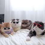 jiewliew_jiggo 프로필 사진