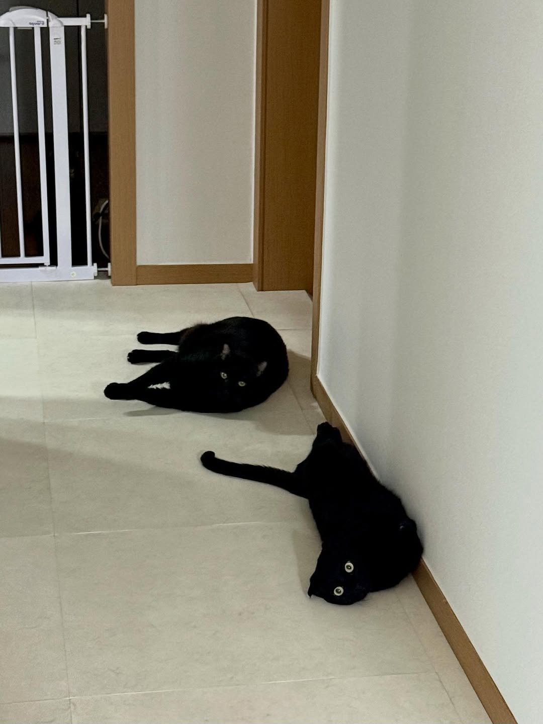 Photo by 김 먼 지 on July 28, 2025. May be an image of cat.