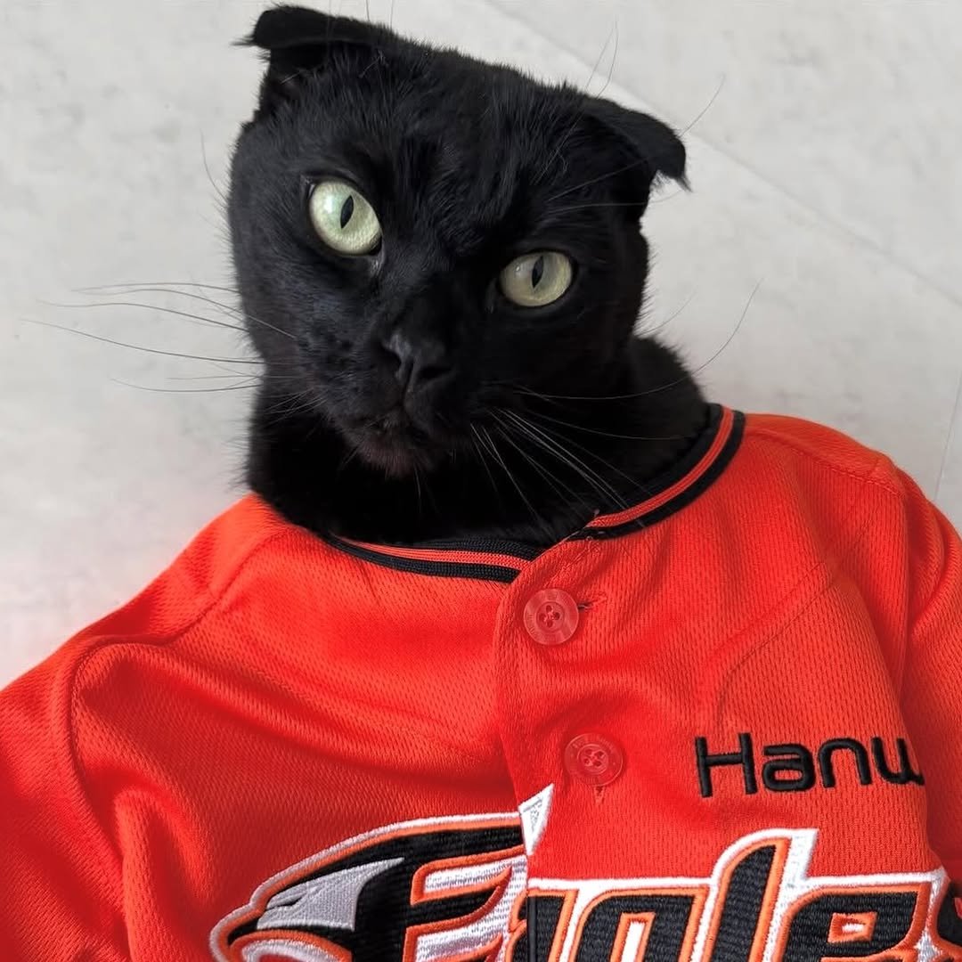 Photo by 김 먼 지 on October 13, 2025. May be an image of baseball, kitten and text that says 'Hanu คกไจ'.