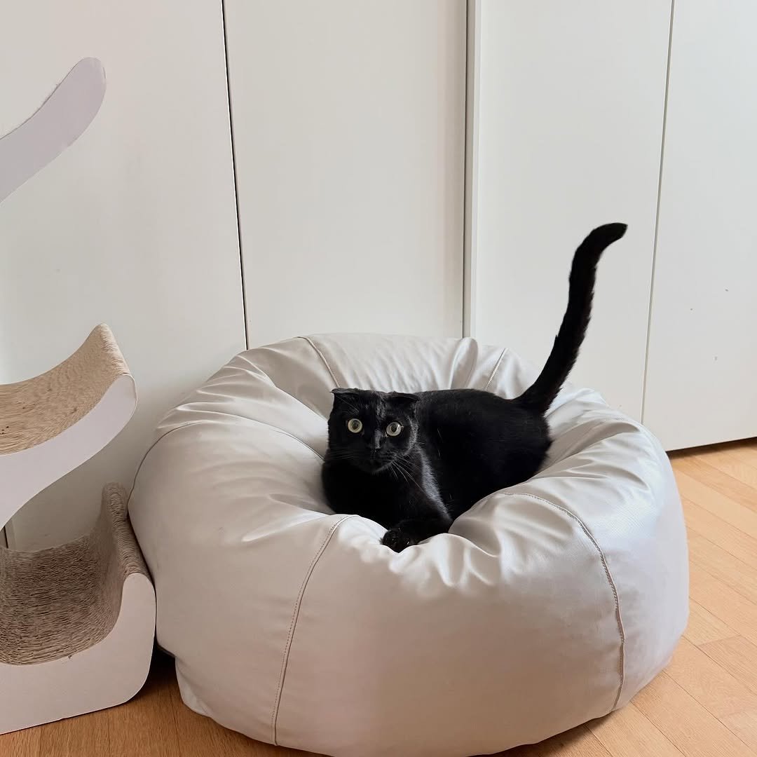 Photo shared by 김 먼 지 on September 18, 2025 tagging @pollimolli_official. May be an image of Abyssinian cat, kitten, beanbag chair and text.