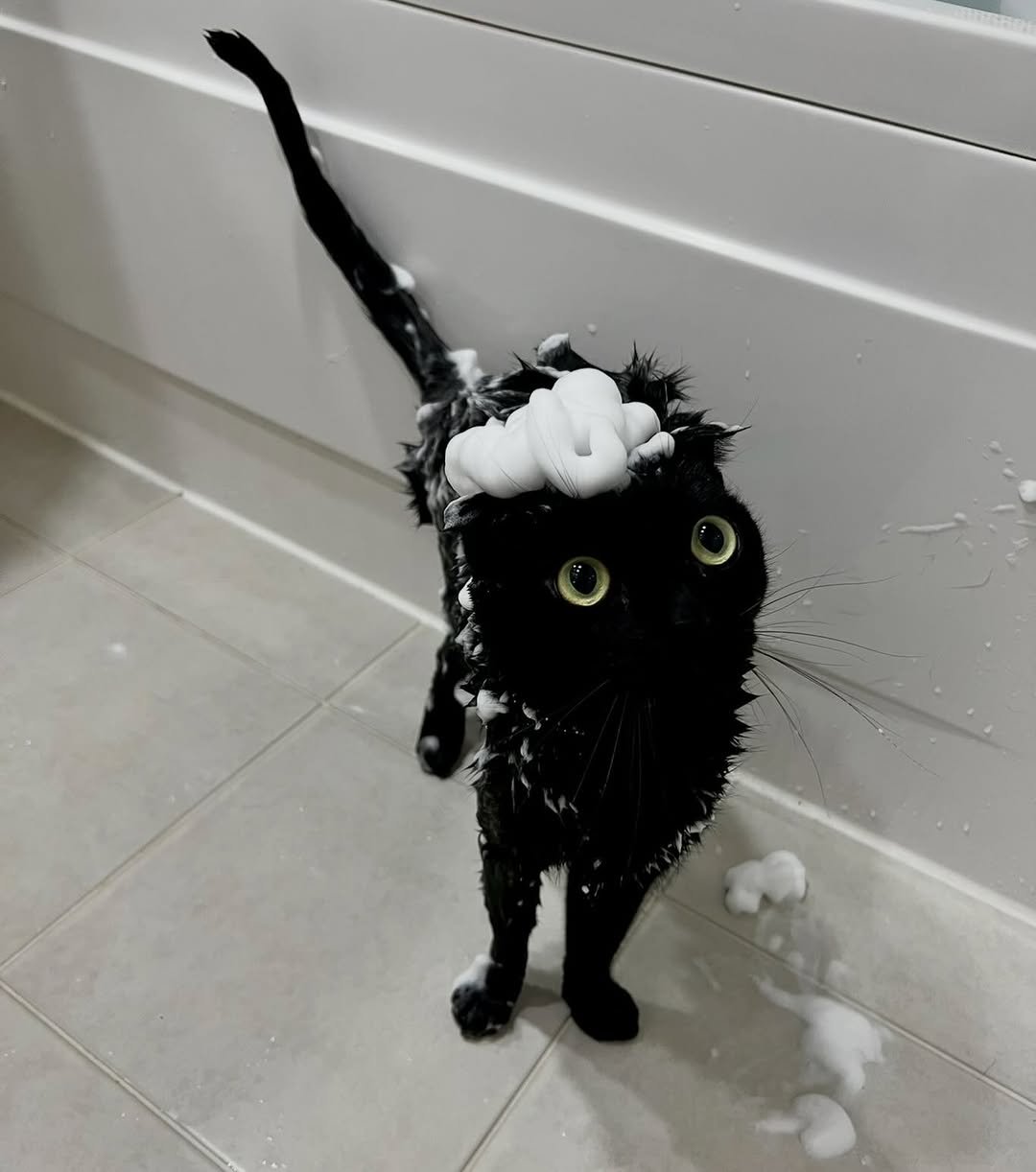 Photo by 김 먼 지 on April 26, 2026. May be an image of kitten, Abyssinian cat, tortoiseshell cat and text.