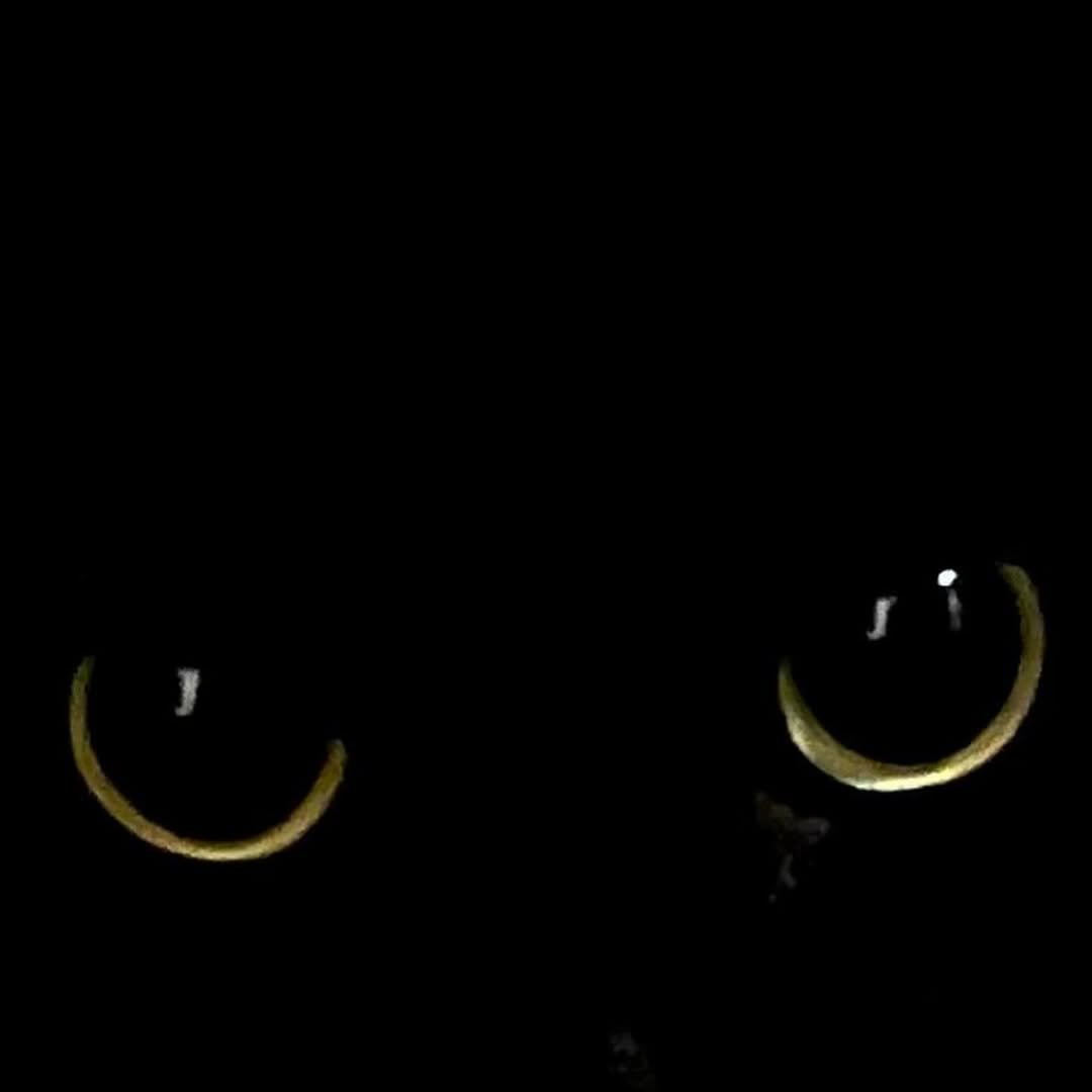 Photo by 김 먼 지 on August 01, 2025. May be an image of cat.