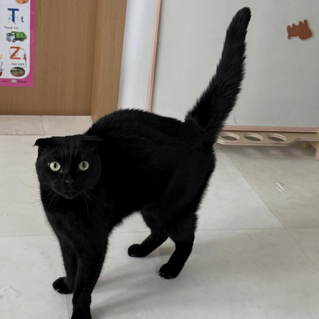 Photo by 김 먼 지 on April 14, 2026. May be an image of kitten, Abyssinian cat and text.